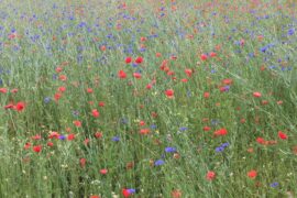 klaprozen korenbloemen